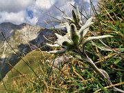 42 Leontopodium alpinum (Stelle alpine) su Cima Foppazzi versante nord con vista in Pizzo Arera